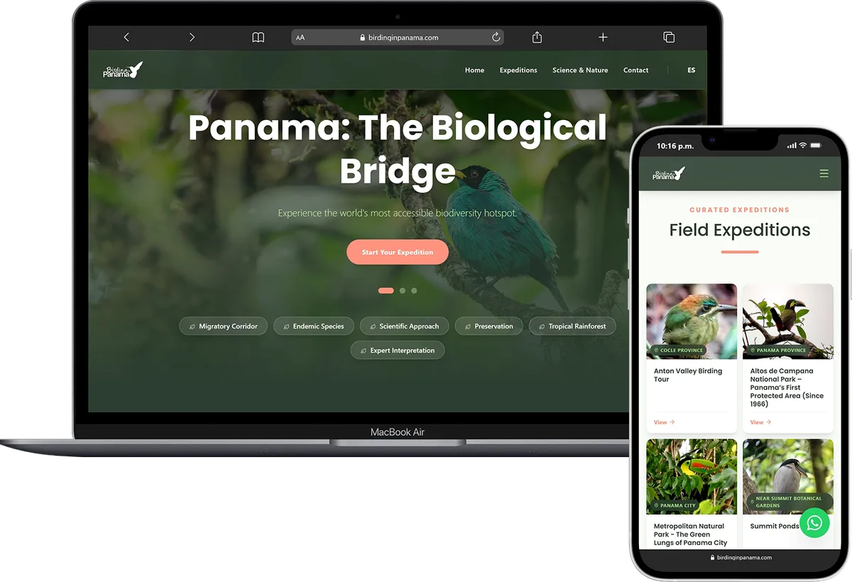 Birding in Panama